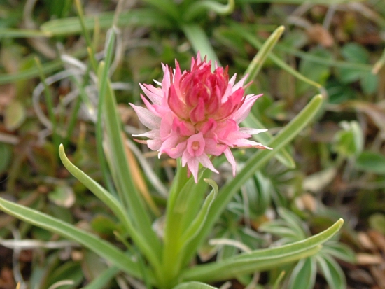 Nigritella widderi